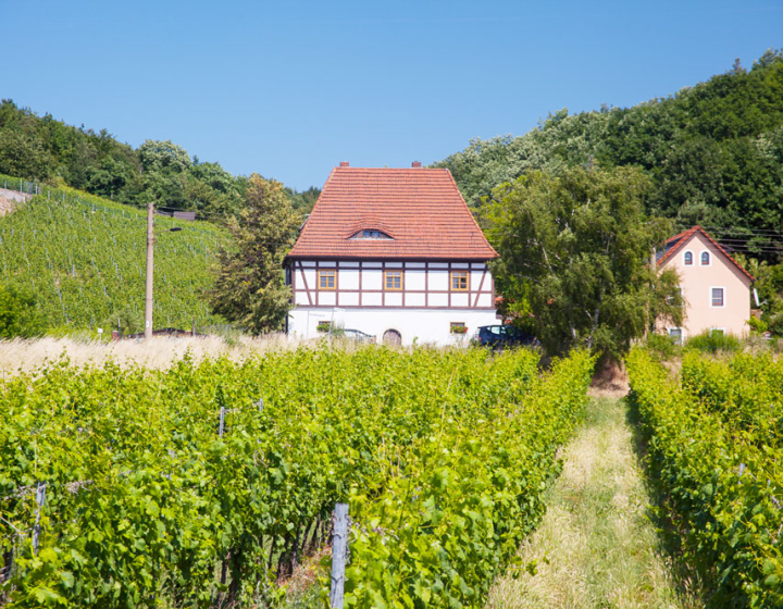 Weinreeben mit Fachwerkhaus